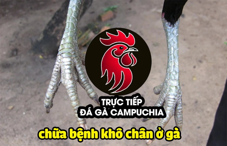Cách chữa gà bị khô chân tại nhà
