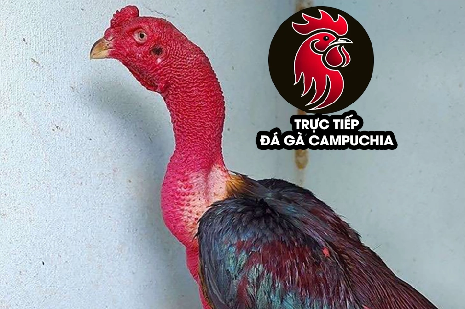 Kỹ thuật nuôi gà chọi cổ kền kền hiệu quả