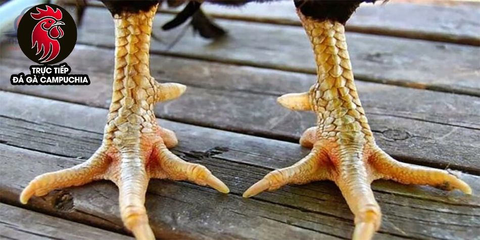 một số Bí kíp chọn gà vảy quý - Chìa khóa thành công 