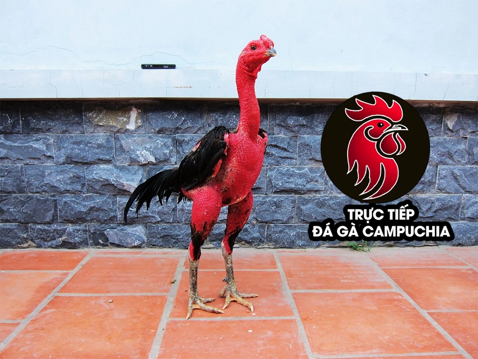 Các bệnh thường gặp ở gà chọi cổ kền kền và cách phòng ngừa