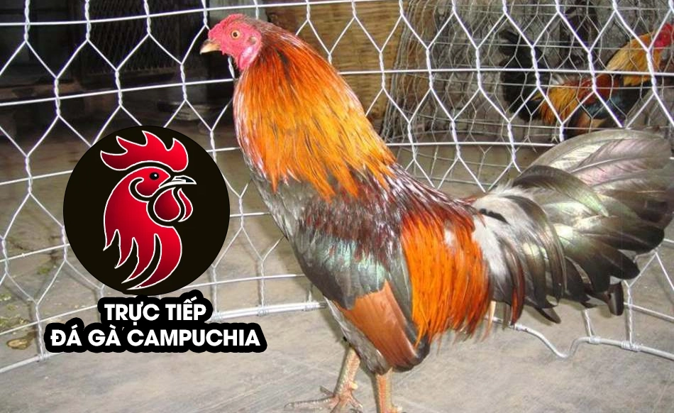 Các biện pháp phòng ngừa hốc cho gà đá