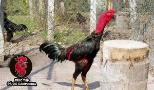 hướng dẫn Cách phơi nắng cho gà chọi đúng cách