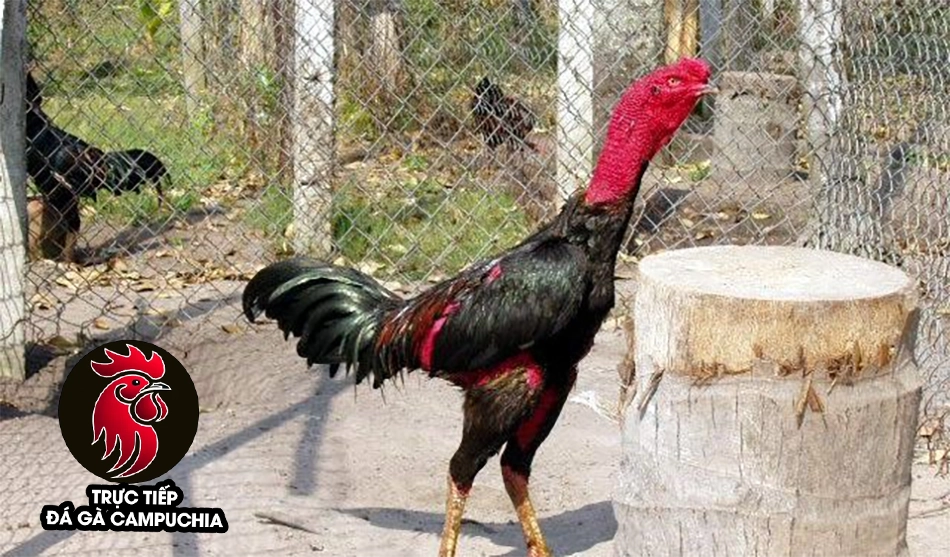 hướng dẫn Cách phơi nắng cho gà chọi đúng cách