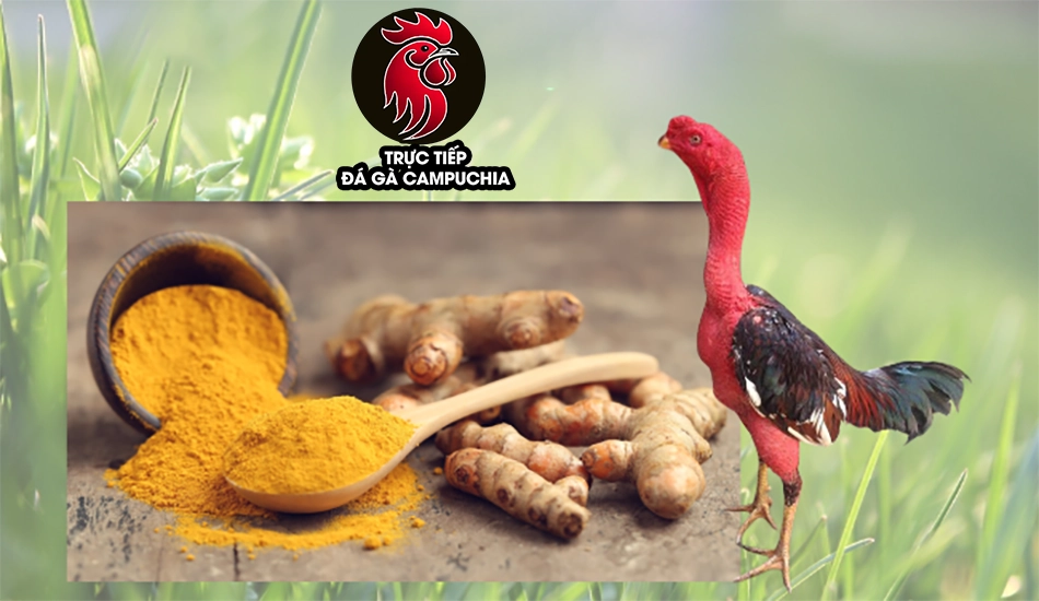 Cách sử dụng bột nghệ