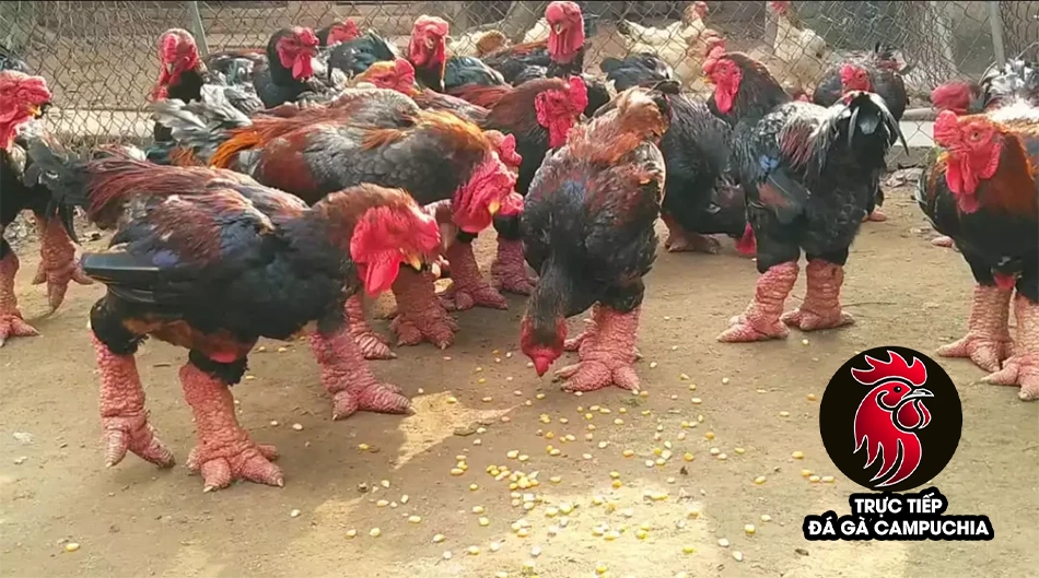 cách Chăm sóc gà chân voi