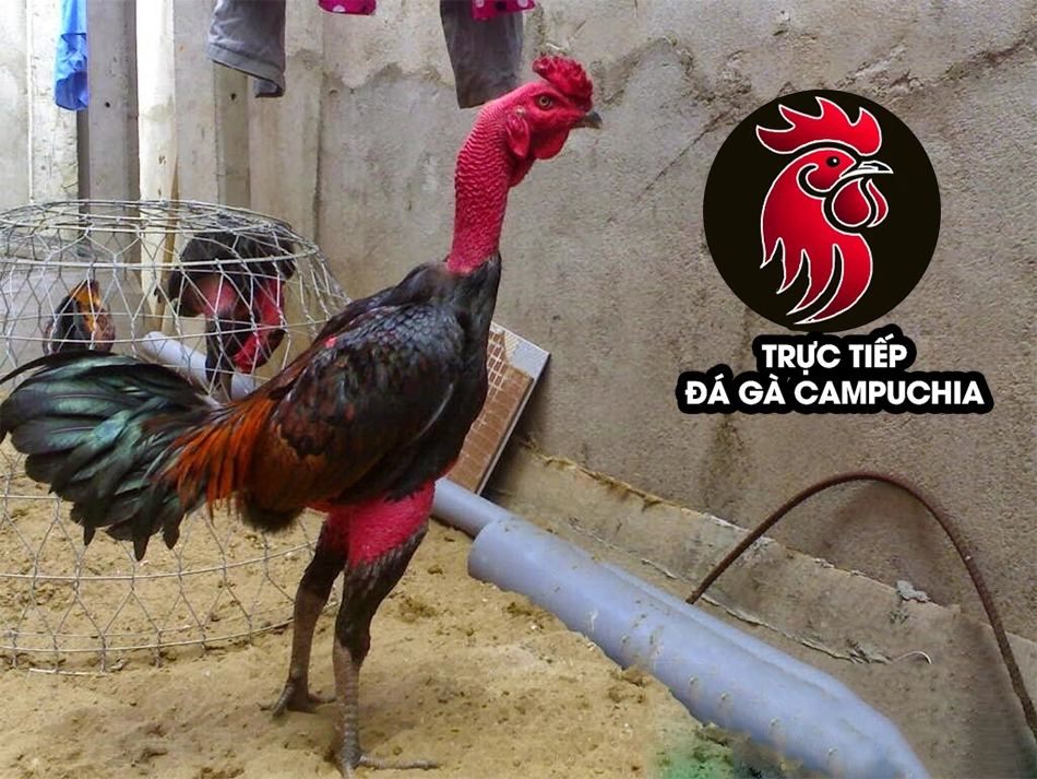 những Đặc điểm nổi bật của gà chọi cổ kền kền