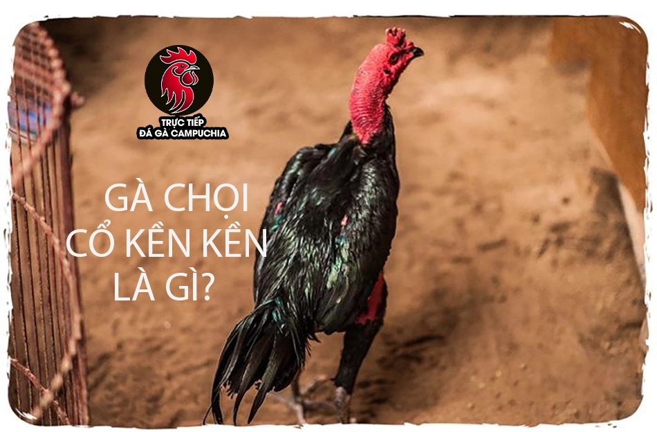 Gà chọi cổ kền kền là gì?