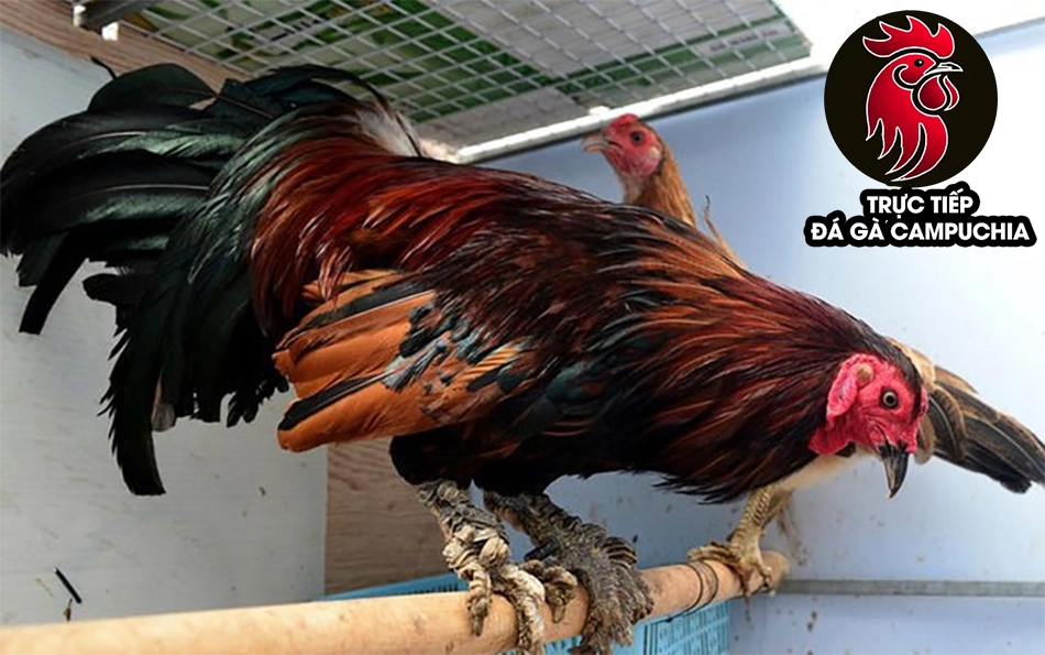 cách Giải mã những điều kiêng kỵ khi sở hữu gà vảy quý