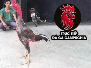 Giải mã nguyên nhân khiến gà đá trở nên nhát người