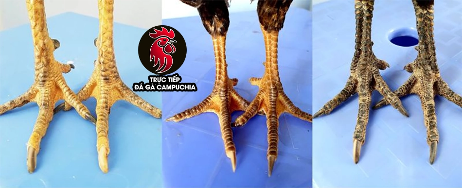 Giải mã ý nghĩa từng loại vảy gà quý