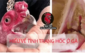 Hiểu về tình trạng hốc ở gà đá