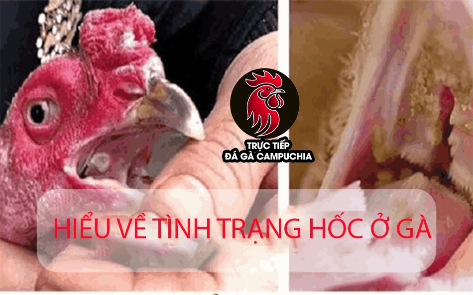 Hiểu về tình trạng hốc ở gà đá