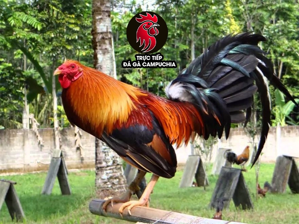 cách Hướng dẫn nuôi dưỡng gà chọi Mỹ 