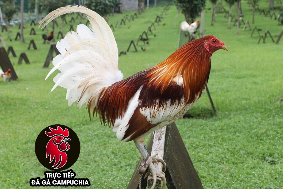 một số Lưu ý khi nuôi gà chọi Mỹ