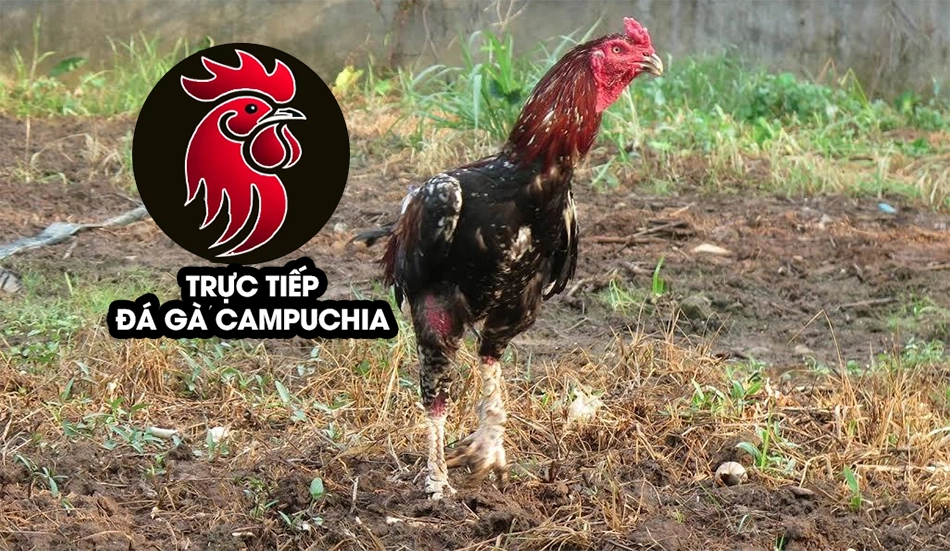 một số Lưu ý quan trọng khi chữa gà đá nhát người