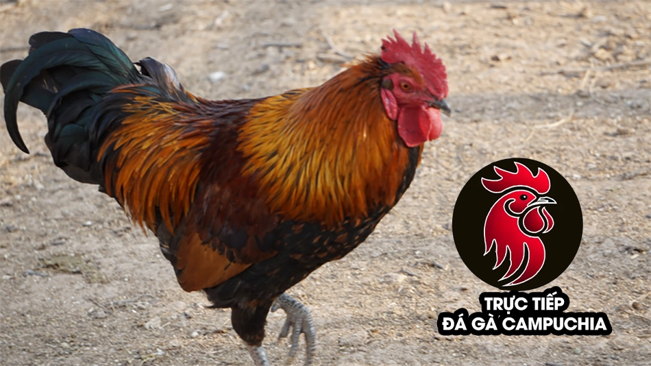 cần Một số lưu ý khi chữa gà bị khô chân