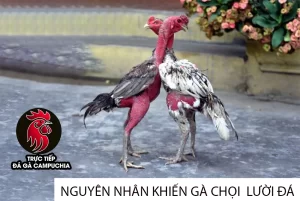 một số Nguyên nhân khiến gà chọi lười đá