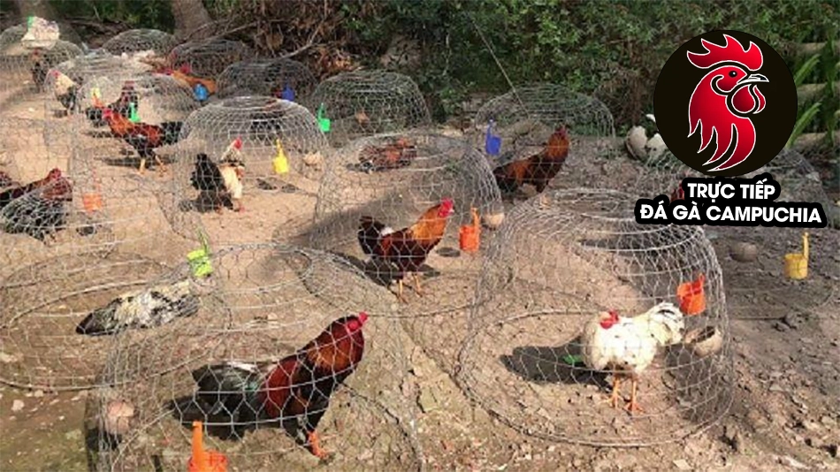 cách Phân biệt phơi nắng và cho gà tắm nắng