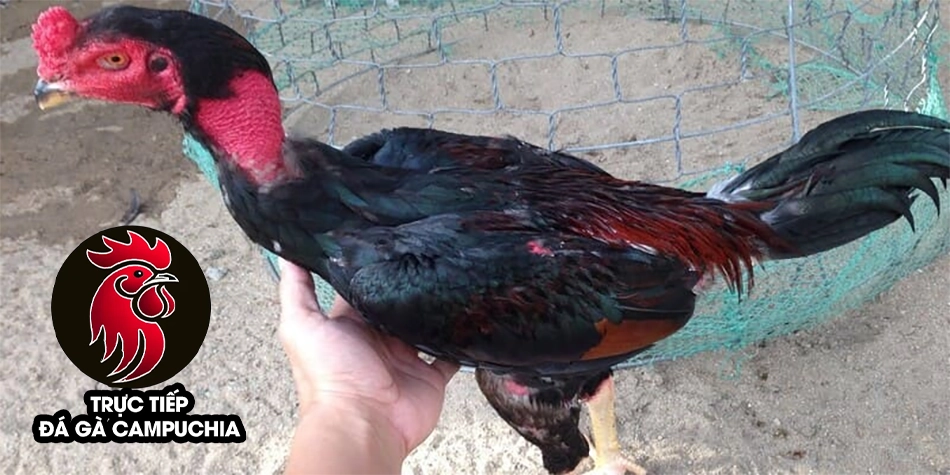 Phòng ngừa gà đá nhát người từ sớm