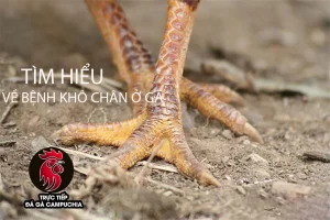 cùng Tìm hiểu về bệnh khô chân ở gà