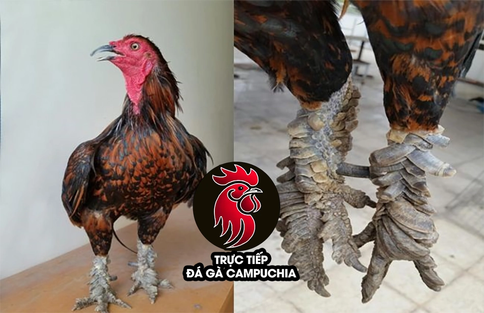 Vảy gà quý - Biểu tượng cho sự may mắn