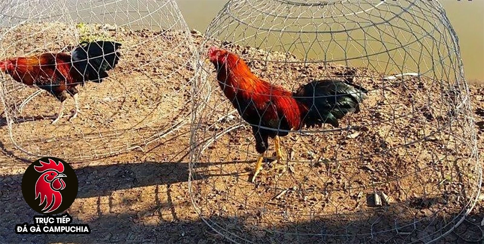 cách Phơi nắng cho gà chọi vào mùa nóng