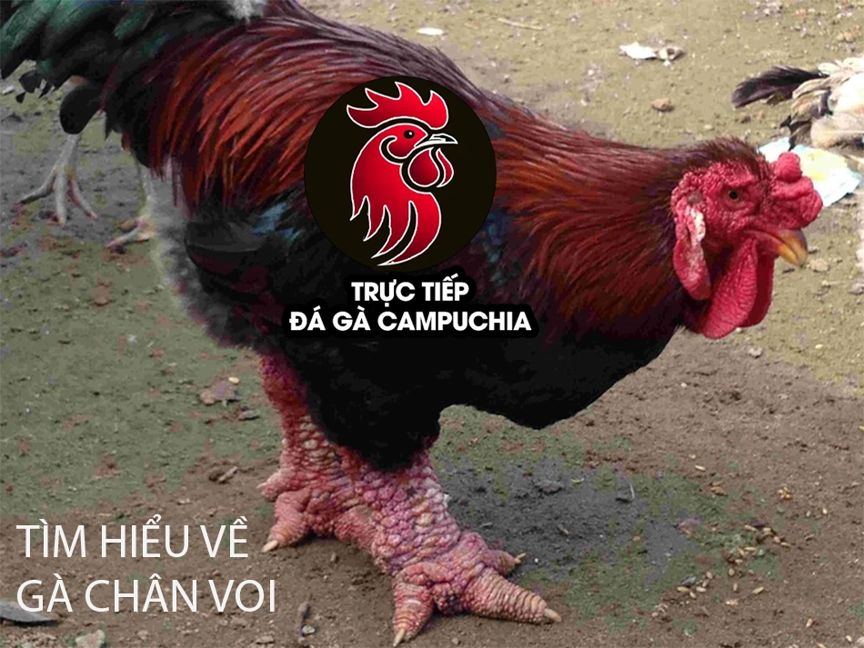 cùng Tìm hiểu về gà chân voi