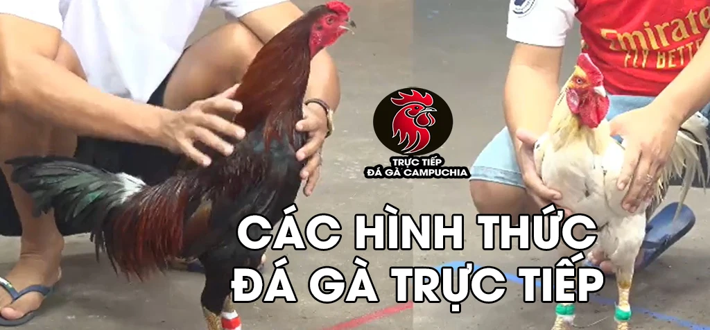 các hình thức trực tiếp đá gà campuchia
