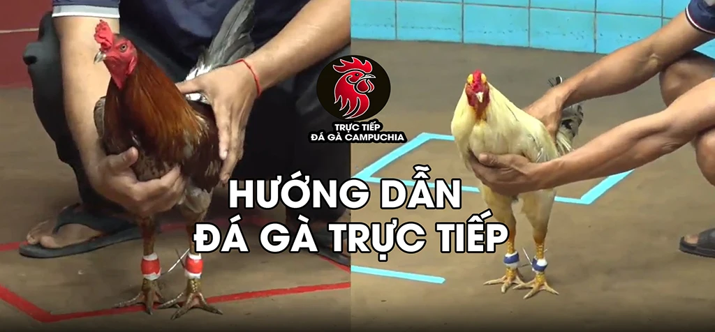 hướng dẫn chơi đá gà campuchia