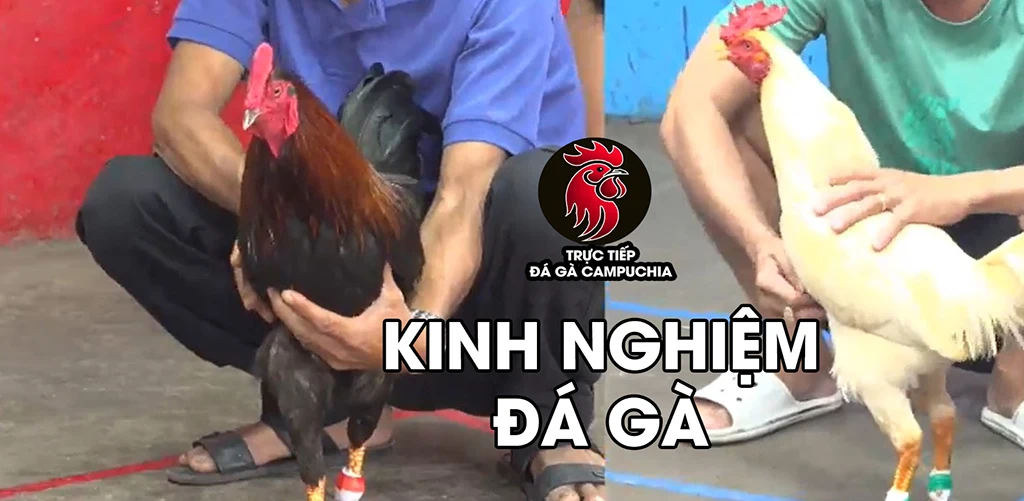 kinh nghiệm đá gà campuchia