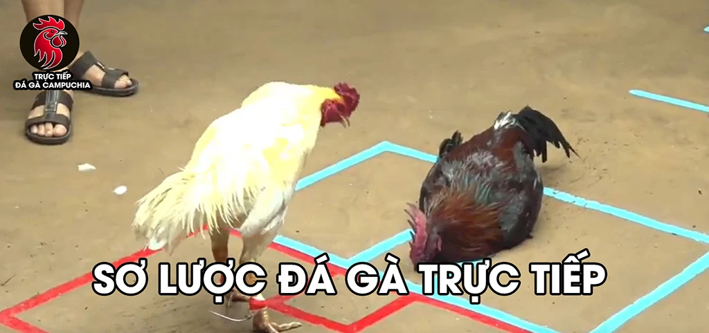 sơ lược trực tiếp đá gà campuchia
