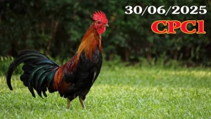 Full Video Đá Gà Campuchia C1 Hôm Nay 30/06/2025