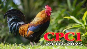 Cập Nhật Clip Đá Gà C1 Trực Tiếp Thomo 29/07/2025