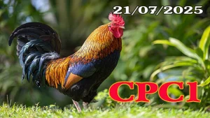 Clip Đá Gà Trực Tiếp Hôm Nay C1 Ngày 21/07/2025