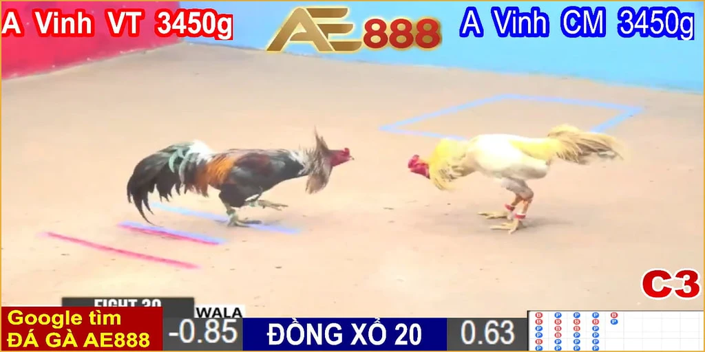 ĐÁ GÀ TRỰC TIẾP THOMO CAMPUCHIA C3 C4 C5 HÔM NAY 5 ĐÁ GÀ TRỰC TIẾP THOMO CAMPUCHIA HÔM NAY Full HD