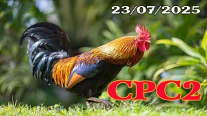 Phát Lại Đá Gà C2 campuchia Hôm Nay Ngày 23/07/2025