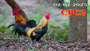 Full Clip Đá Gà Campuchia C2 Hôm Nay Ngày 02/07/2025