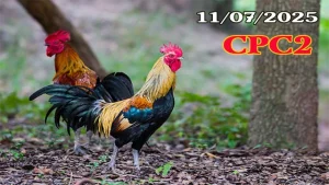 Full Clip Đá Gà Trực Tiếp C2 Ngày 11/07/2025