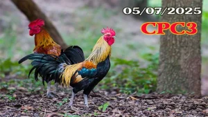 Full Clip Đá Gà Campuchia C3 Ngày 05/07/2025