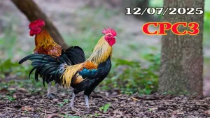 Highlight Clip Đá Gà Trực Tiếp C3 Ngày 12/07/2025