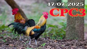 Xem Đá Gà Trực Tiếp Thomo Hôm Nay C3 Ngày 17/07/2025 Tại Casino 888