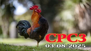 Full Clip Đá Gà Thomo Hôm Nay C3 Ngày 03/08/2025