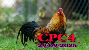 Phát Lại Trực Tiếp Đá Gà C4 Thomo Hôm Nay 29/09/2025