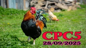 Video đá gà trực tiếp C5 ngày hôm nay 28/09/2025