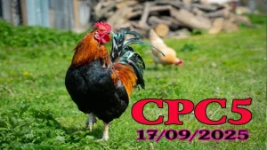 Clip đá gà trực tiếp C5 hôm nay 17/09/2025