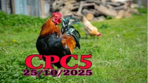 Phát lại đá gà C5 Campuchia full HD ngày 25/10/2025