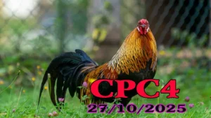Full Clip Đá Gà CPC4 Hôm Nay 27/10/2025