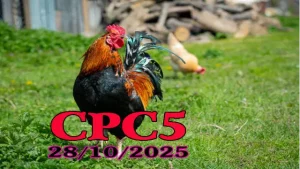 Phát lại đá gà C5 Campuchia full HD ngày 28/10/2025