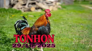 Phát lại đá gà Tonhon Campuchia full HD ngày 29/10/2025