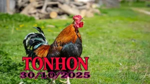 Phát lại đá gà Tonhon Campuchia full HD ngày 30/10/2025